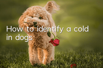 How to identify a cold in dogs