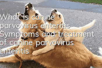 What is canine parvovirus enteritis? Symptoms and treatment of canine parvovirus enteritis