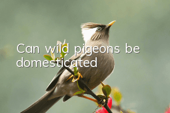 Can wild pigeons be domesticated?