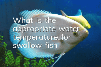 What is the appropriate water temperature for swallow fish?