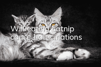 Will eating catnip cause hallucinations?