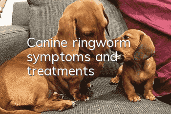 Canine ringworm symptoms and treatments