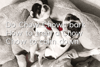 Do Chow Chows bark? How to train a Chow Chow to calm down