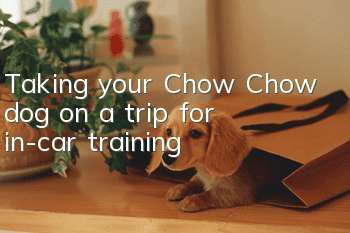 Taking your Chow Chow dog on a trip for in-car training