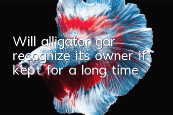 Will alligator gar recognize its owner if kept for a long time?