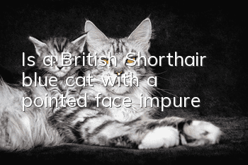 Is a British Shorthair blue cat with a pointed face impure?
