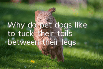 Why do pet dogs like to tuck their tails between their legs?
