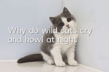 Why do wild cats cry and howl at night?