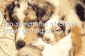 Ten symptoms of Chow Chow getting sick