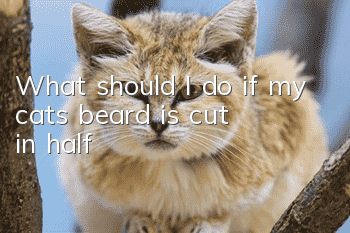 What should I do if my cat’s beard is cut in half?