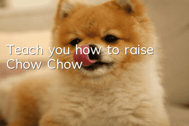 Teach you how to raise Chow Chow