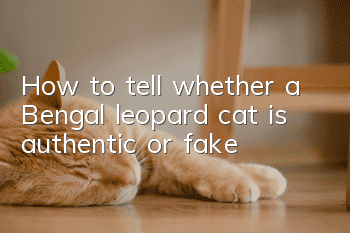 How to tell whether a Bengal leopard cat is authentic or fake