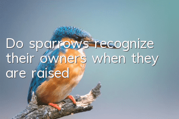 Do sparrows recognize their owners when they are raised?