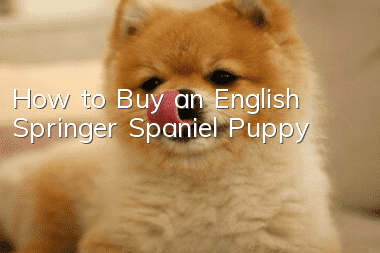 How to Buy an English Springer Spaniel Puppy
