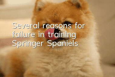 Several reasons for failure in training Springer Spaniels