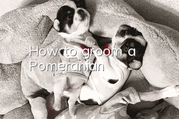 How to groom a Pomeranian?