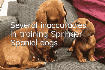 Several inaccuracies in training Springer Spaniel dogs