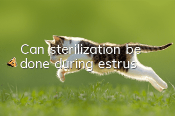 Can sterilization be done during estrus?