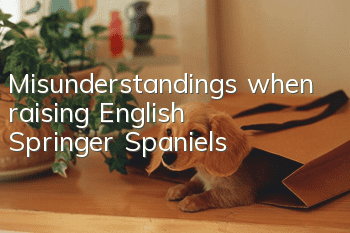 Misunderstandings when raising English Springer Spaniels