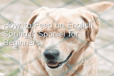 How to Feed an English Springer Spaniel for Beginners