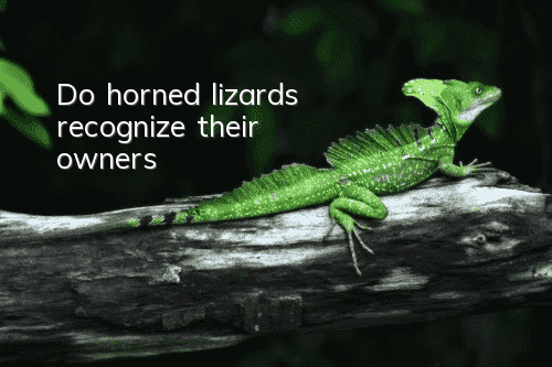 Do horned lizards recognize their owners?