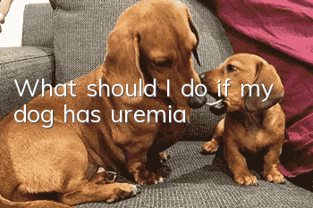 What should I do if my dog ​​has uremia?