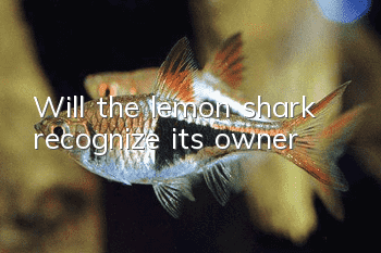 Will the lemon shark recognize its owner?
