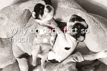 Why do dogs fart so much?