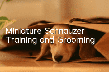Miniature Schnauzer Training and Grooming