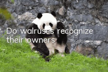Do walruses recognize their owners?