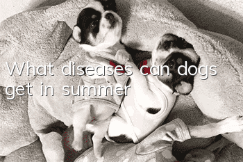 What diseases can dogs get in summer?