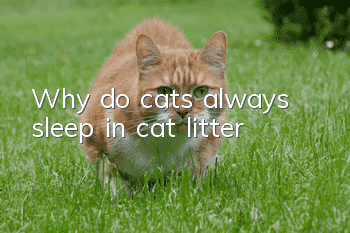 Why do cats always sleep in cat litter?