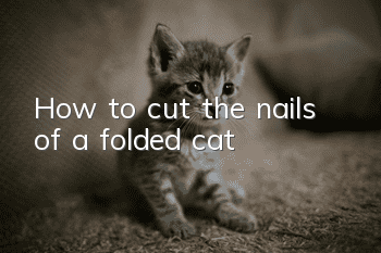 How to cut the nails of a folded cat