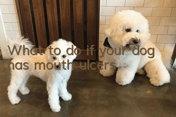 What to do if your dog has mouth ulcers