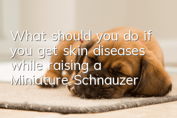 What should you do if you get skin diseases while raising a Miniature Schnauzer?