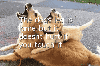 The dog's leg is lame but it doesn't hurt if you touch it