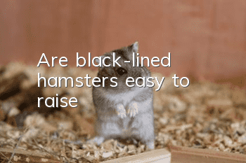 Are black-lined hamsters easy to raise?