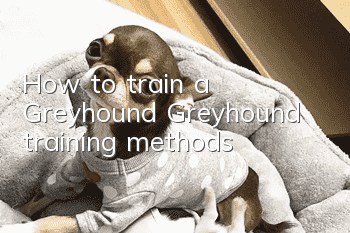 How to train a Greyhound? Greyhound training methods