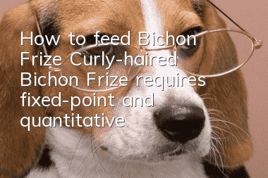 How to feed Bichon Frize? Curly-haired Bichon Frize requires fixed-point and quantitative feeding for healthy growth.