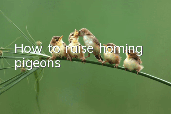 How to raise homing pigeons