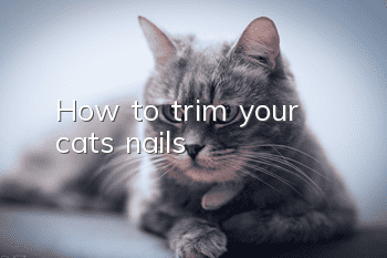 How to trim your cat’s nails