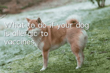 What to do if your dog is allergic to vaccines