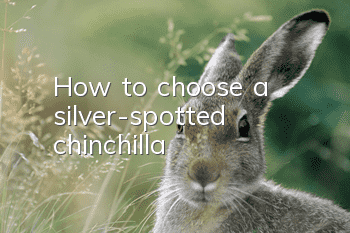 How to choose a silver-spotted chinchilla
