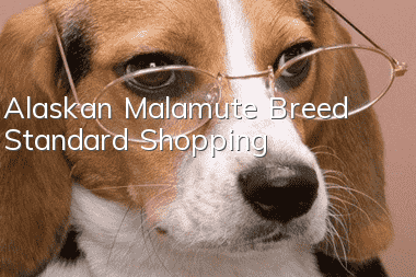 Alaskan Malamute Breed Standard Shopping