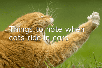 Things to note when cats ride in cars
