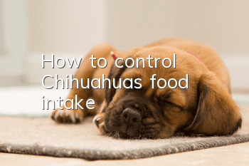 How to control Chihuahua's food intake?