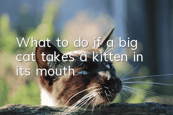 What to do if a big cat takes a kitten in its mouth