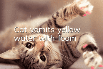 Cat vomits yellow water with foam