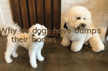 Why do dogs have bumps on their bodies?
