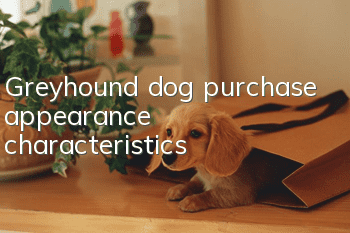 Greyhound dog purchase appearance characteristics